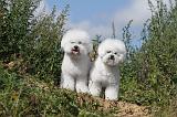 BICHON FRISE 288